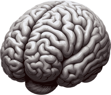 brain